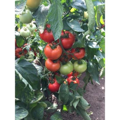 Seminte tomate Moldoveanu F1 (500 seminte)