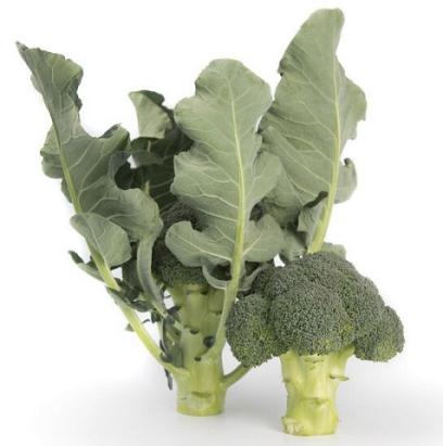 Seminte broccoli Larsson F1 2500 sem