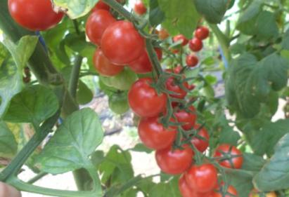 Seminte tomate Cheramy F1 1000 sem