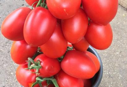 Seminte tomate prunisoara Giacomo F1 100 sem