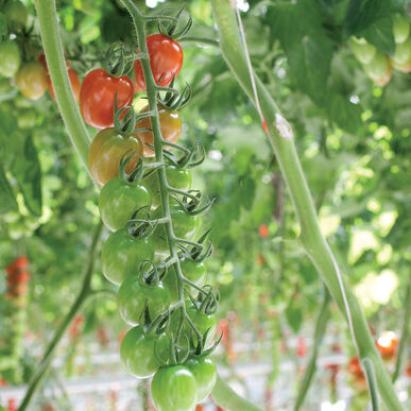 Seminte tomate cherry Pareso F1 100 sem