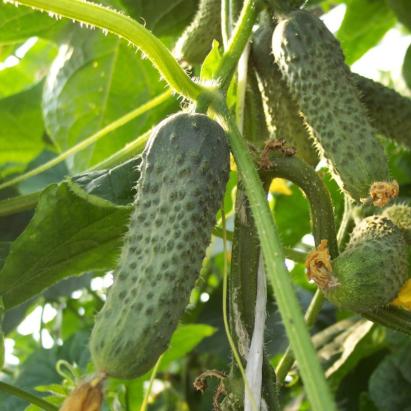 Seminte castraveti cornichon Madrilene F1 (1000 seminte)