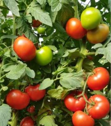 Seminte tomate Wrestler F1 (100 seminte)