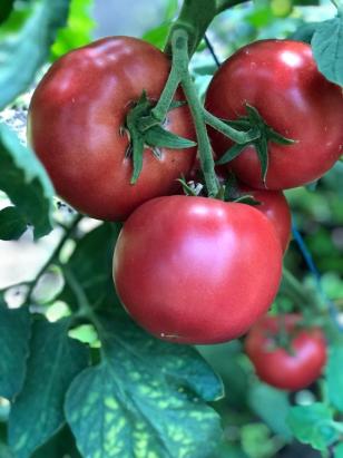 Seminte tomate Pinkid F1 (100 seminte)