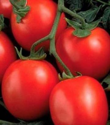 Seminte tomate Perfectpeel F1 (10 000 seminte)