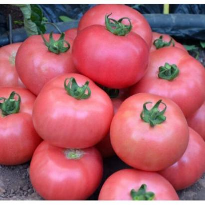 Seminte tomate roz Rozy F1 (500 seminte)