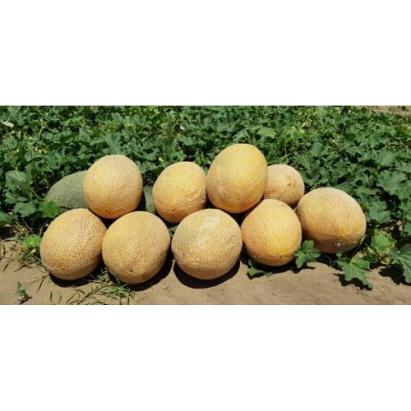 Seminte pepene galben Rebeca F1 (500 seminte)