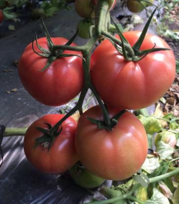 Seminte tomate roz Perugino F1 (500 seminte)