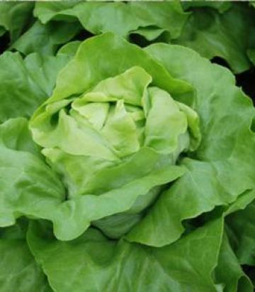 Seminte salata Lobela (5000 seminte) drajate