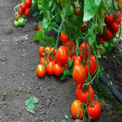 Seminte tomate Dreamboll F1 (500 seminte)