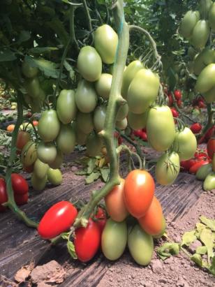 Seminte tomate Bacalar F1 500 sem