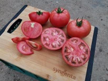 Seminte tomate roz Manekro F1 (500 seminte)