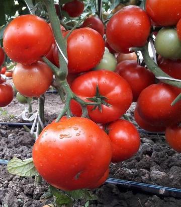 Seminte tomate Kaponet F1 500 sem