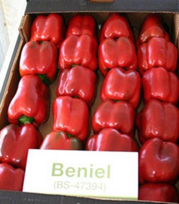 Seminte ardei gras Beniel F1 (500 seminte)