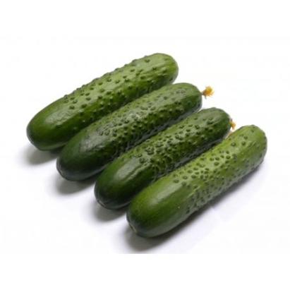 Seminte castraveti cornichon Spino F1 (500 seminte)