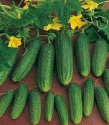 Seminte castraveti cornichon Ardia F1 (250 seminte)