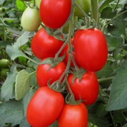 Seminte tomate prunisoara Byelsa F1 (250 seminte)