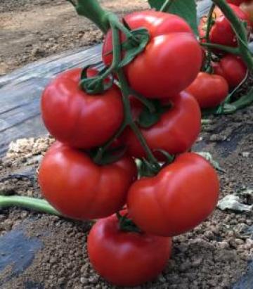 Seminte tomate Vitara F1 250 sem
