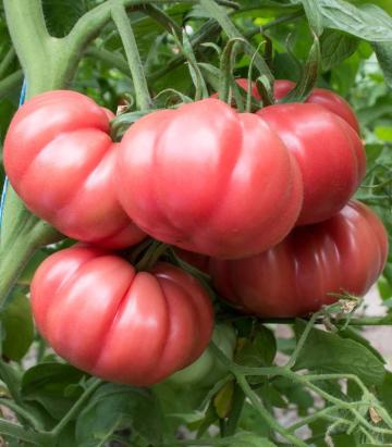 Seminte tomate roz HB101153 F1 250 sem