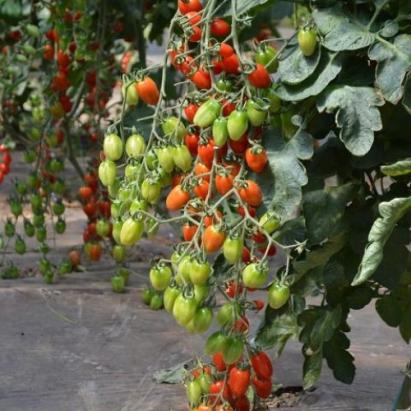 Seminte tomate cherry Ferdinand F1 (250 seminte)