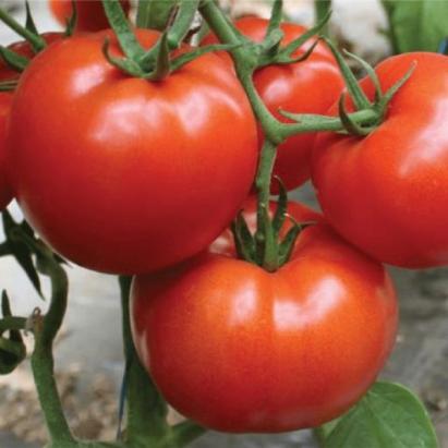Seminte tomate Devonet F1 500 sem