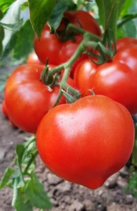 Seminte tomate Melanet F1 (500 seminte)