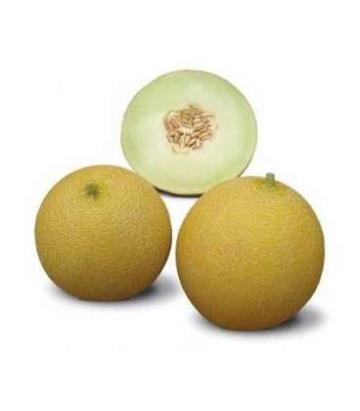 Seminte pepene galben Fenomenon F1 (500 seminte)