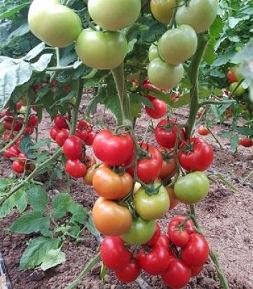 Seminte tomate Ciciu F1 (500 seminte)