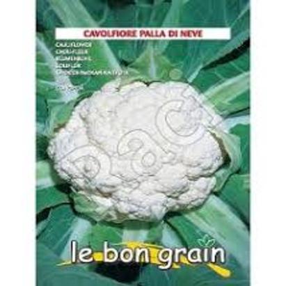 Seminte conopida Palla Di Neve Raci Sementi 100 gr