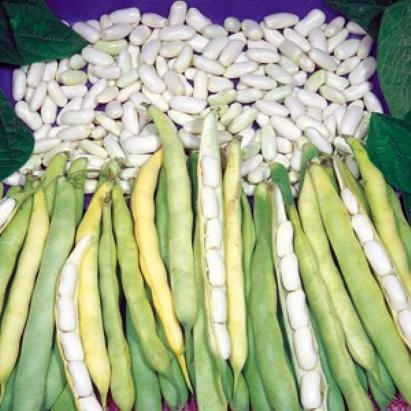 Seminte fasole boabe Cannellino Raci Sementi 1 kg