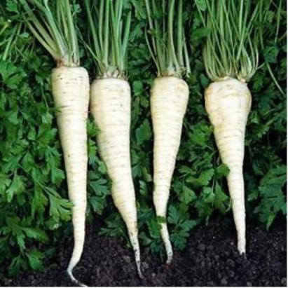 Seminte patrunjel de radacina Jadran 100 gr
