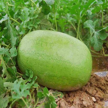 Seminte pepeni verzi Charleston Gray Raci Sementi 500 gr