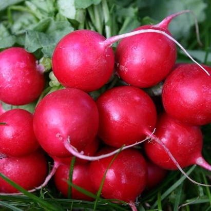 Seminte ridichi rosii Cheery Belle Raci Sementi 100 gr