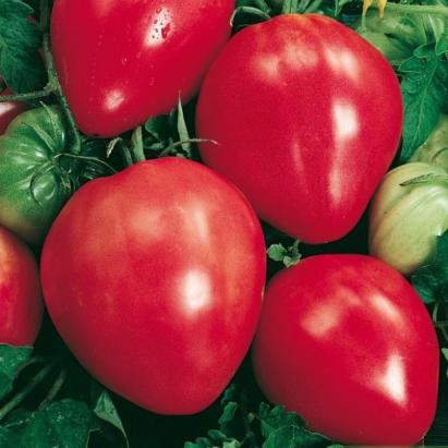 Seminte tomate Cour Di Bue 100 gr Raci Seminti 100 gr