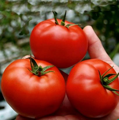 Seminte tomate San Pierre Raci Seminti 100 gr