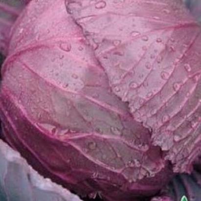 Seminte varza Rosie Testa Di Negro Raci Sementi 100 gr