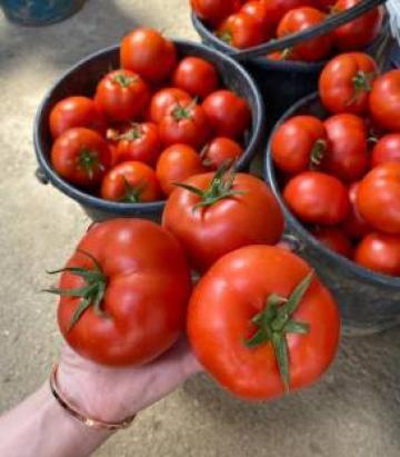 Seminte tomate Hayet F1 (500 seminte)