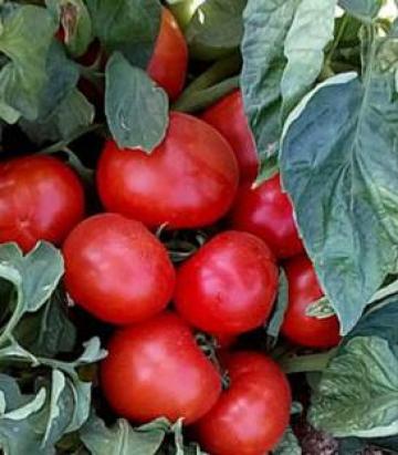 Seminte tomate Lojain F1 (1000 seminte)