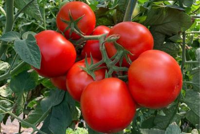 Seminte tomate Paronema F1 500 sem