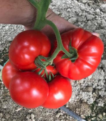 Seminte tomate Yety F1 500 sem