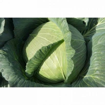 Seminte varza Saturn F1 (1000 seminte)