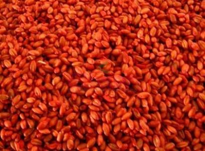 Raticid - otrava soareci si sobolani Prodiorat -G 3 KG