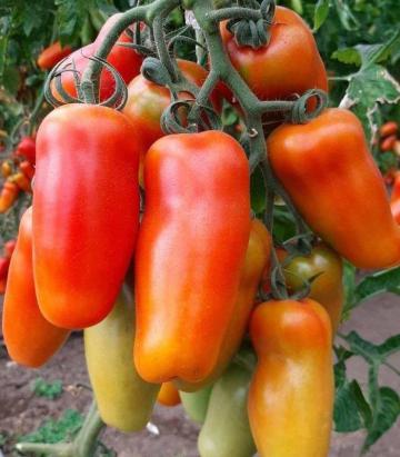 Seminte tomate Portento F1 100 sem