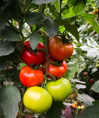 Seminte tomate Berno F1 (100 seminte)