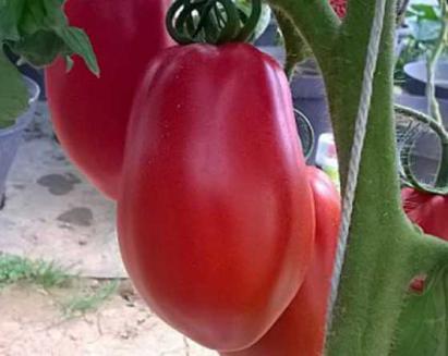 Seminte tomate Cabosse F1 (100 seminte)