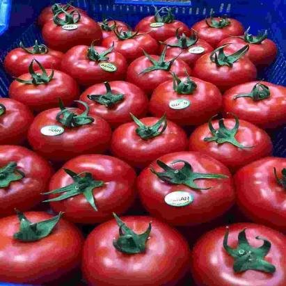 Seminte tomate Ozkan F1 (1000 seminte)