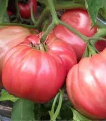 Seminte tomate inima de bou roz Rosalinda F1 500 sem