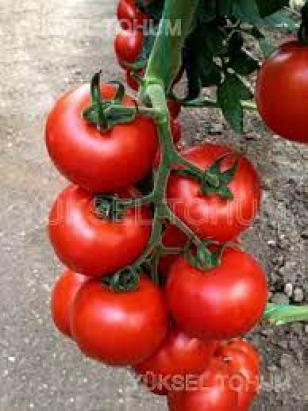 Seminte tomate 152-388 F1 500 sem