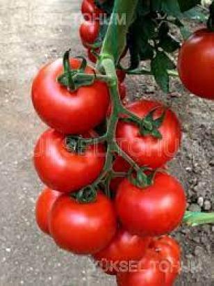 Seminte tomate 152-388 F1 (500 seminte)