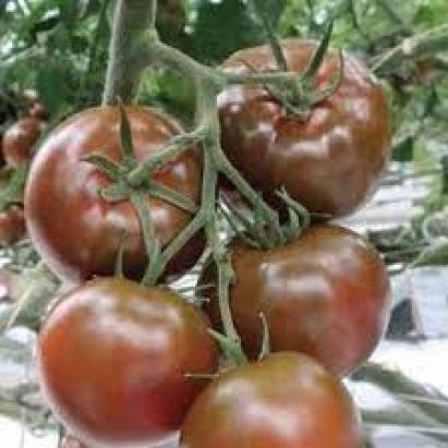 Seminte tomate Sacher F1 (100 seminte)